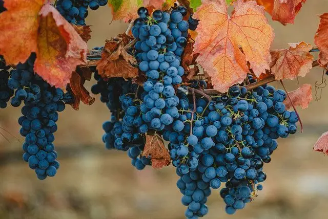 uva-carmenere-de-cosecha