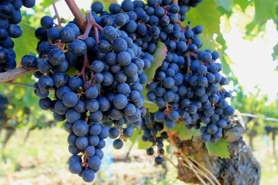 uvas-malbec-cosecha