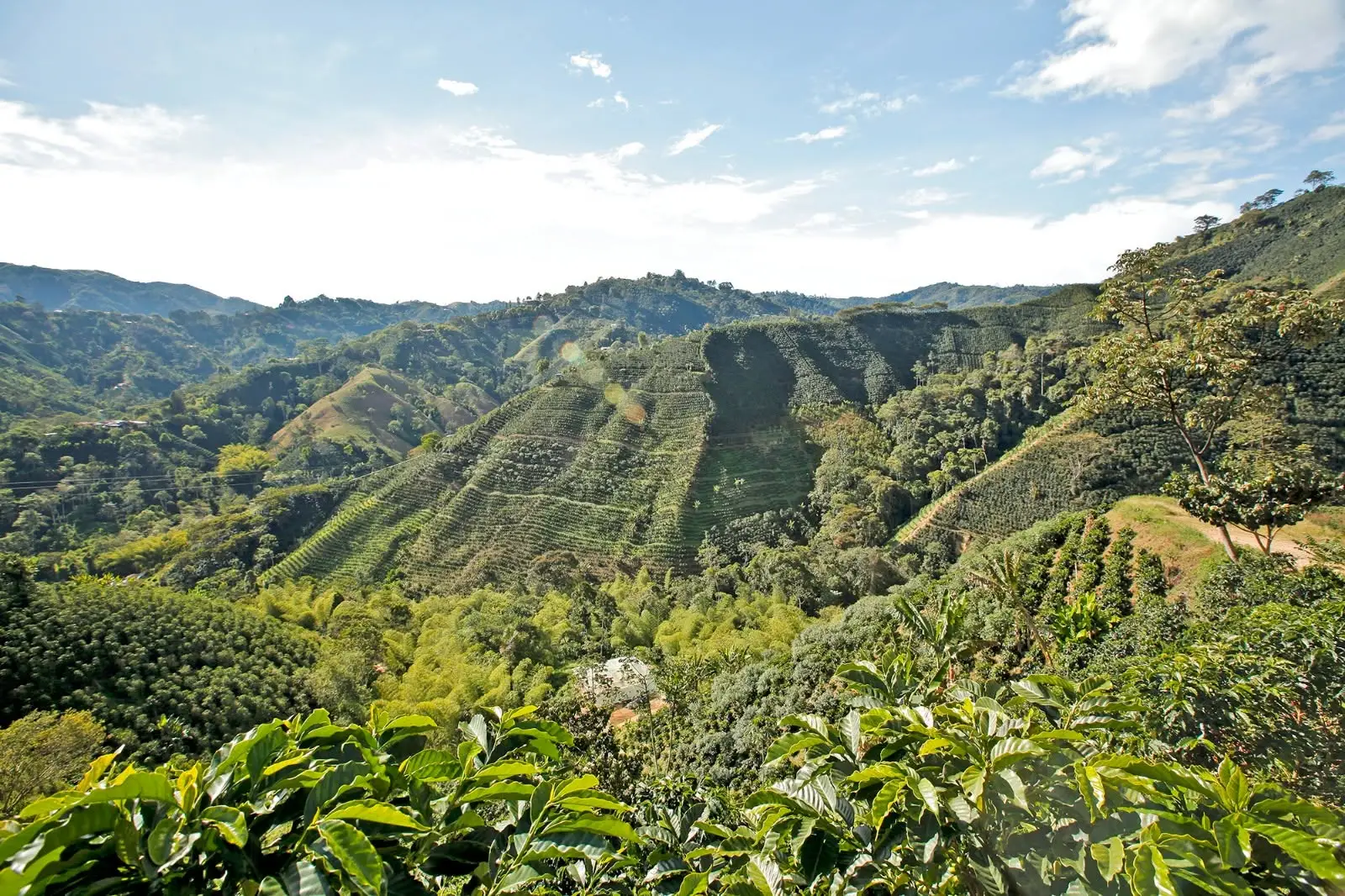 Federación Nacional de Cafeteros de Colombia